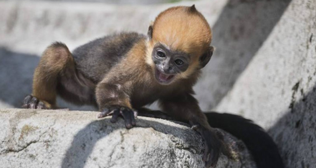 ولادة استثنائية لقرد مهدد بالانقراض في فرنسا